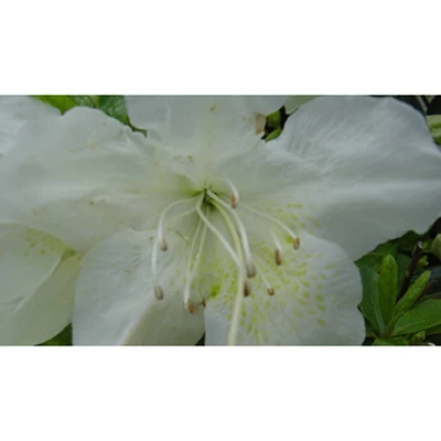 2.5qt Pleasant White Azalea Plant With White Blooms - National Plant Network: Ideal For Garden Beds & Hedges 3 2.5qt Pleasant White Azalea Plant With White Blooms - National Plant Network: Ideal For Garden Beds & Hedges