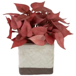 Northlight Real Touch™ Brick Red Artificial Peperomia Plant In Square Lattice Designed Pot - 7 " 10 Northlight Real Touch™ Brick Red Artificial Peperomia Plant In Square Lattice Designed Pot - 7 " -Artificial Plant Store GUEST 2e62003f a1f8 43ef 81b2 862f0cfb744a