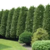 Arborvitae 'Green Giant' U.S.D.A. Hardiness Zones 5-8 Cottage Hill -Artificial Plant Store GUEST 2eeed544 614a 4aed be67 9d1ca0f47ae5