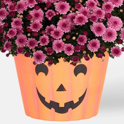 Halloween 12" Mumkin Live Plant - Good Little Garden™ 4 Halloween 12" Mumkin Live Plant - Good Little Garden™ - Image 2