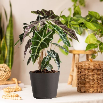 Live Alocasia Polly Elephant Ear Plant In 6" Standard Black Planter 3 Live Alocasia Polly Elephant Ear Plant In 6" Standard Black Planter