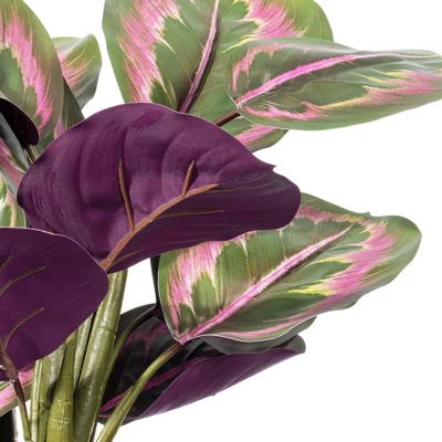 Vickerman 16" Calathea Roseopicta In Black Pot. This Is An Aritifical Plant In A Black Plastic Pot. 3 Vickerman 16" Calathea Roseopicta In Black Pot. This Is An Aritifical Plant In A Black Plastic Pot.