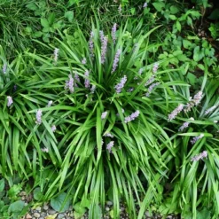 15pc Big Blue Liriope Plant With Purple Blooms - National Plant Network 15 15pc Big Blue Liriope Plant With Purple Blooms - National Plant Network -Artificial Plant Store GUEST 328a9884 da07 4389 8a07 7702fa10337a