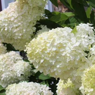 Hydrangea 'Phantom' 2.5qt U.S.D.A. Hardiness Zones 4-8 - 1pc - National Plant Network 3 Hydrangea 'Phantom' 2.5qt U.S.D.A. Hardiness Zones 4-8 - 1pc - National Plant Network