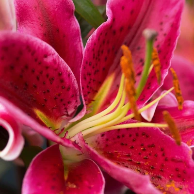 Lilies Oriental Stargazer - Set Of 12 Bulbs - Van Zyverden 7 Lilies Oriental Stargazer - Set Of 12 Bulbs - Van Zyverden - Image 5