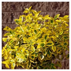 Euonymus 'Golden' 1pc In 2.5 Quarts Container - National Plant Network - U.S.D.A. Hardiness Zones 6 - 9 -Artificial Plant Store GUEST 34975495 67b9 47de 9596 15eb8b443d4f