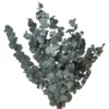 Vickerman Natural Botanicals 18-20" X 9" Eucalyptus Spiral, 100 Grams Per Unit -Artificial Plant Store GUEST 353ab48a 5eba 4b10 84d1 137de647b8db