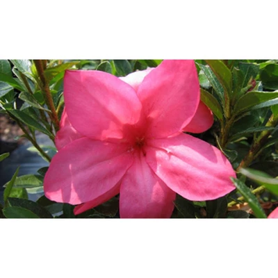 2.25gal Macrantha Pink Azalea Plant With Pink Blooms - National Plant Network: Spring Flowering Shrub, Perennial, Partial Shade 6 2.25gal Macrantha Pink Azalea Plant With Pink Blooms - National Plant Network: Spring Flowering Shrub, Perennial, Partial Shade - Image 4