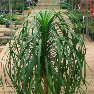 National Plant Network Live Indoor 6" Ponytail Palm Plant 10 National Plant Network Live Indoor 6" Ponytail Palm Plant - Image 8