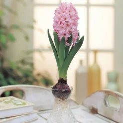 Van Zyverden 5ct Bulbs Hyacinth Indoor Forcing Pink Pearl Flower Bulb Set -Artificial Plant Store GUEST 368a53ad b332 44ae af56 ae5f733dbfc4