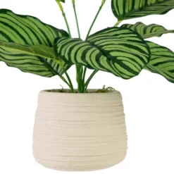 Northlight 13" Artificial Arrowroot Plant In Beige Ceramic Pot 9 Northlight 13" Artificial Arrowroot Plant In Beige Ceramic Pot -Artificial Plant Store GUEST 375ea277 1ff2 43a8 87d2 9d4997b7a084