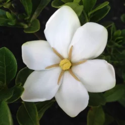 2.25gal Daisy Gardenia Plant White Blooms - National Plant Network 8 2.25gal Daisy Gardenia Plant White Blooms - National Plant Network -Artificial Plant Store GUEST 387c9553 17cb 46c7 b254 5d67e6e6b27c
