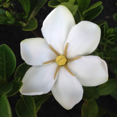 2.25gal Daisy Gardenia Plant White Blooms - National Plant Network 5 2.25gal Daisy Gardenia Plant White Blooms - National Plant Network - Image 3
