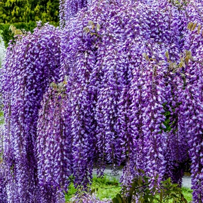 National Plant Network Live Outdoor Wisteria Plant - 1ct 1gal 9 National Plant Network Live Outdoor Wisteria Plant - 1ct 1gal - Image 7