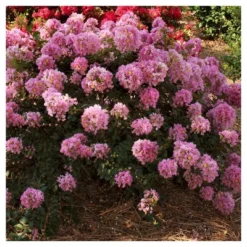 Dwarf Crepe Myrtle 'Pocomoke' 1pc - National Plant Network U.S.D.A Hardiness Zone 6-9 -Artificial Plant Store GUEST 395d08cd a3a0 41cb a591 26599c5c1cb4