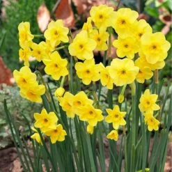 Van Zyverden 30ct Bulbs Narcissus Award Winning Perennial Deer Resistant Daffodil Blends 11 Van Zyverden 30ct Bulbs Narcissus Award Winning Perennial Deer Resistant Daffodil Blends -Artificial Plant Store GUEST 39adb1ac 0da7 4798 9947 bfe3a28ceb3e