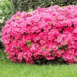2.25gal Macrantha Pink Azalea Plant With Pink Blooms - National Plant Network: Spring Flowering Shrub, Perennial, Partial Shade 8 2.25gal Macrantha Pink Azalea Plant With Pink Blooms - National Plant Network: Spring Flowering Shrub, Perennial, Partial Shade -Artificial Plant Store GUEST 39f608e9 819f 44be 8f69 d5065bac36f7