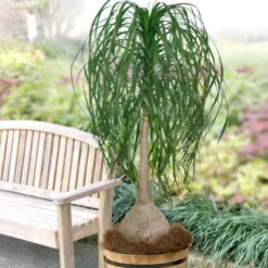 National Plant Network Live Indoor 6" Ponytail Palm Plant 21 National Plant Network Live Indoor 6" Ponytail Palm Plant -Artificial Plant Store GUEST 3b4085f6 b20f 4f96 a6fd b0a844072aff