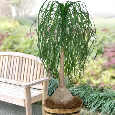 National Plant Network Live Indoor 6" Ponytail Palm Plant 11 National Plant Network Live Indoor 6" Ponytail Palm Plant - Image 9