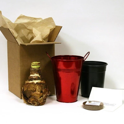 Van Zyverden Amaryllis Red Lion Flower Bulb With Artisan Decorative Planter 5 Van Zyverden Amaryllis Red Lion Flower Bulb With Artisan Decorative Planter - Image 3