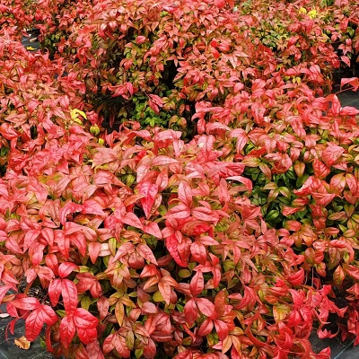 National Plant Network Outdoor Live Fire Power Nandina Plant - 1ct 1gal 12 National Plant Network Outdoor Live Fire Power Nandina Plant - 1ct 1gal - Image 10