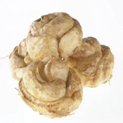 3ct Fritillaria Rubra Bulbs - Van Zyverden 11 3ct Fritillaria Rubra Bulbs - Van Zyverden -Artificial Plant Store GUEST 3d5ae29e 7655 49b4 b53d be8547f07ef7 2