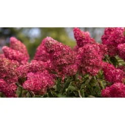 Hydrangea Berry White Shrub - National Plant Network -Artificial Plant Store GUEST 3dadd0a6 db49 4b4b b3de 94fe05183138