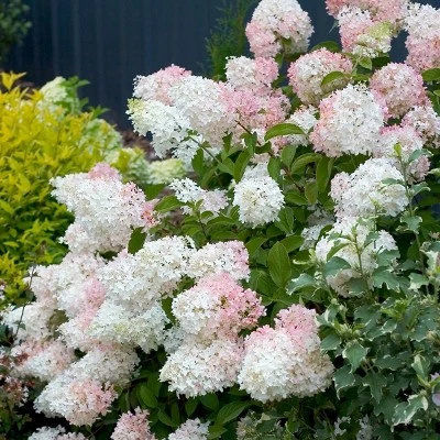 Hydrangea 'Phantom' 2.5qt U.S.D.A. Hardiness Zones 4-8 - 1pc - National Plant Network 4 Hydrangea 'Phantom' 2.5qt U.S.D.A. Hardiness Zones 4-8 - 1pc - National Plant Network - Image 2