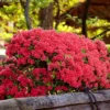 2.25gal Fashion Azalea Plant With Red Blooms - National Plant Network 2 2.25gal Fashion Azalea Plant With Red Blooms - National Plant Network -Artificial Plant Store GUEST 3fd1a346 3275 4ef3 9fcc ab26abf36a0b