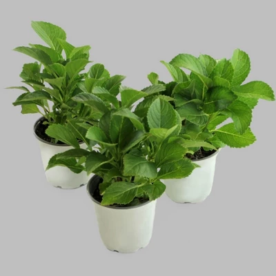 3pc Hydrangea Nikko Blue - National Plant Network 3 3pc Hydrangea Nikko Blue - National Plant Network