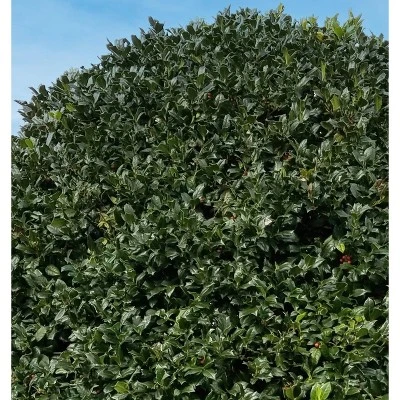 National Plant Network Live Outdoor Nellie R. Stevens Holly Plant - 1ct 3gal 6 National Plant Network Live Outdoor Nellie R. Stevens Holly Plant - 1ct 3gal - Image 4