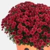 Halloween 12" Mumkin Live Plant - Good Little Garden™ -Artificial Plant Store GUEST 407ab20f a54e 4bb6 890d afe10f5d5050