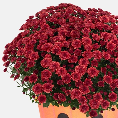 Halloween 12" Mumkin Live Plant - Good Little Garden™ 3 Halloween 12" Mumkin Live Plant - Good Little Garden™