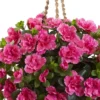28" X 18" Artificial Azalea Hanging Basket Pink/Natural - Nearly Natural 2 28" X 18" Artificial Azalea Hanging Basket Pink/Natural - Nearly Natural -Artificial Plant Store GUEST 41716d6b a2d0 4f10 8271 c350a55fd410