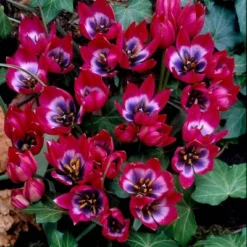 Van Zyverden 12ct Bulbs Tulips Little Beauty 9 Van Zyverden 12ct Bulbs Tulips Little Beauty -Artificial Plant Store GUEST 429c882f 4d0b 47ec 939a 6d4e83ae2557
