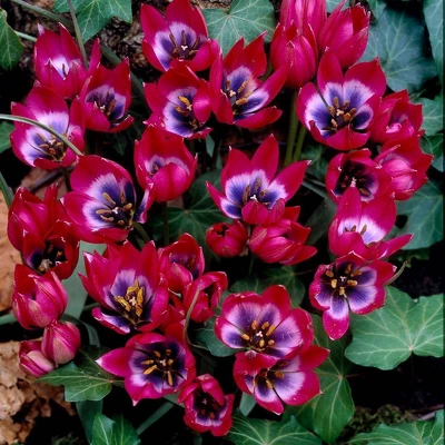Van Zyverden 12ct Bulbs Tulips Little Beauty 6 Van Zyverden 12ct Bulbs Tulips Little Beauty - Image 4