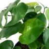 10" Monstera Swiss Cheese Plant - National Plant Network 2 10" Monstera Swiss Cheese Plant - National Plant Network -Artificial Plant Store GUEST 42c23e69 bacd 4ab4 9091 c16682122df9