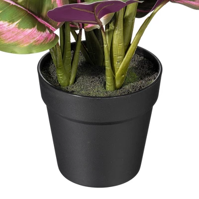Vickerman 16" Calathea Roseopicta In Black Pot. This Is An Aritifical Plant In A Black Plastic Pot. 4 Vickerman 16" Calathea Roseopicta In Black Pot. This Is An Aritifical Plant In A Black Plastic Pot. - Image 2