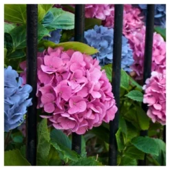 Hydrangea 'LA Dreamin' 3pc - National Plant Network - U.S.D.A. Hardiness Zones 5 - 10 8 Hydrangea 'LA Dreamin' 3pc - National Plant Network - U.S.D.A. Hardiness Zones 5 - 10 -Artificial Plant Store GUEST 4313d3ac d141 42cb ab4c 380570545341