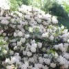 1gal Encore Lily Azalea Plant With White Blooms - National Plant Network -Artificial Plant Store GUEST 43564ce1 bc71 4b60 a722 1f27b34f343c