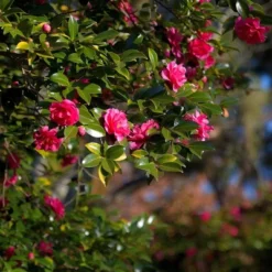 National Plant Network Live Outdoor Shi Shi Camellia Sasanqua Plant - 1ct 2.5qt -Artificial Plant Store GUEST 43582d3c c3f7 4364 bbf7 58ce7304f233