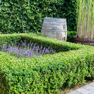 National Plant Network Outdoor Live Wintergreen Boxwood Plant - 1ct 1gal 3 National Plant Network Outdoor Live Wintergreen Boxwood Plant - 1ct 1gal