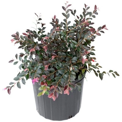 2gal Red Chocolate Loropetalum Plant With Red Blooms - National Plant Network 3 2gal Red Chocolate Loropetalum Plant With Red Blooms - National Plant Network