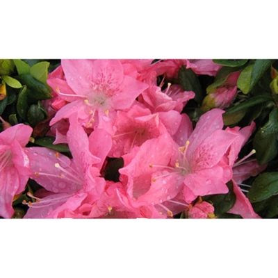 2.5qt Pink Pearl Azalea Plant With Pink Blooms - National Plant Network 6 2.5qt Pink Pearl Azalea Plant With Pink Blooms - National Plant Network - Image 4