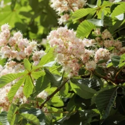 2.25gal Chinese Chestnut Tree - National Plant Network -Artificial Plant Store GUEST 46494a19 e5da 4c54 a944 6273e42932a4