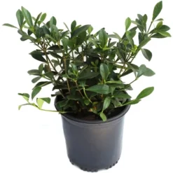 National Plant Network Live Outdoor Frostproof Gardenia Plant - 1ct 1gal 16 National Plant Network Live Outdoor Frostproof Gardenia Plant - 1ct 1gal -Artificial Plant Store GUEST 4669b63d 7ab2 4f4f 8e4e 6f3dbe498d8d