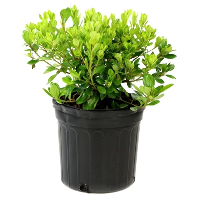 Azalea Midnite Flare 1pc - National Plant Network U.S.D.A Hardiness Zone 7-9: Sun/Shade Tolerant, Nursery Pot Included 3 Azalea Midnite Flare 1pc - National Plant Network U.S.D.A Hardiness Zone 7-9: Sun/Shade Tolerant, Nursery Pot Included