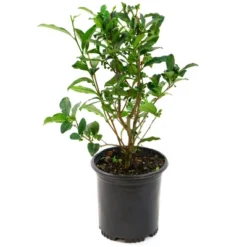 2.5qt Brew-Tea-Ful Plant - National Plant Network 7 2.5qt Brew-Tea-Ful Plant - National Plant Network -Artificial Plant Store GUEST 4878df5e 2f8c 4a19 bcac c23cd36769a9