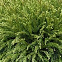 National Plant Network Live Outdoor Globosa Nana Cryptomeria Plant - 1ct 2gal 16 National Plant Network Live Outdoor Globosa Nana Cryptomeria Plant - 1ct 2gal -Artificial Plant Store GUEST 4923abc2 1263 458f be5b ed5195335768