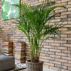 National Plant Network Live Indoor/Outdoor Majesty Palm Plant - 1ct 2.5qt -Artificial Plant Store GUEST 49feb2df 8424 4ab6 89e7 3c08974816de